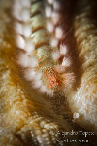 Fire worm, Divi Reef  Bonaire by Alejandro Topete 